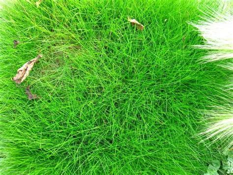 Овсяница красная: описание, характеристики и сфера применения