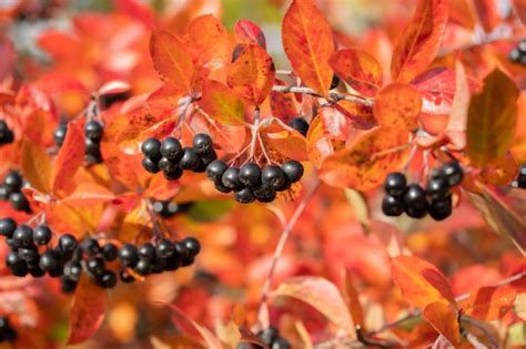 Aronia wymagania sadzenie uprawa zbiór owoców murator pl