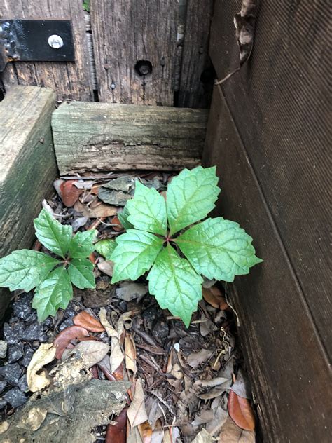 Need Help Identifying Plant Bunnings Workshop Community