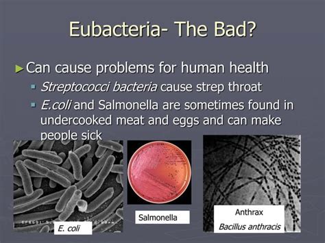 Eubacteria And Archaebacteria Ppt