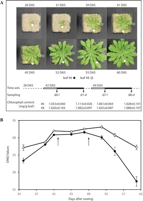 Wild Type Arabidopsis Development And Sampling Times A Plant