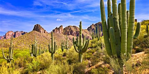 A Guide To Poisonous Cactus Species Gfl Outdoors