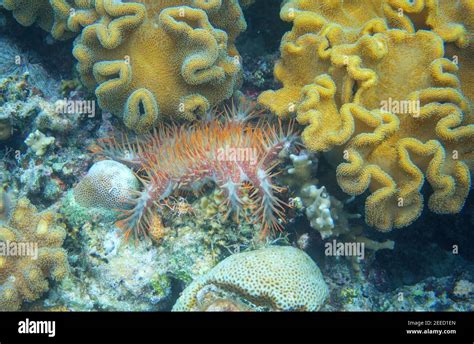 Crown of thorns in coral reef underwater photo. Starfish with needle