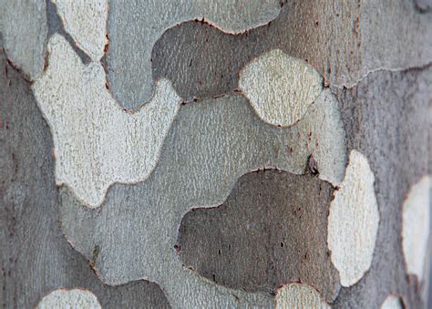 How to Grow and Care for London Planetree