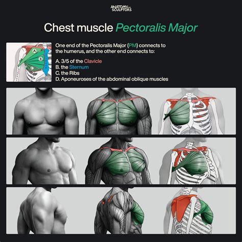 Anatomy For Sculptors - Chest muscle Pectoralis Major
