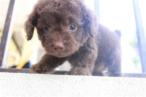 LovelyPuppy: Male Chocolate Toy Poodle Puppy