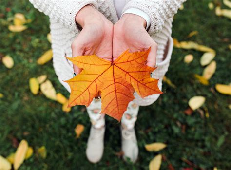 Wohin Mit Dem Herbstlaub Gartenzauber