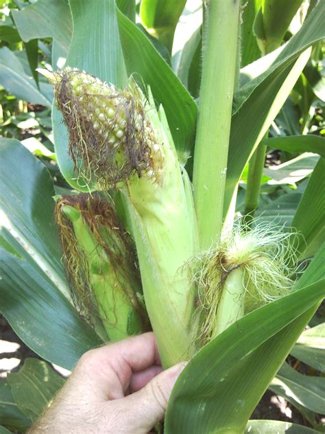 Stink Bugs in Corn | NC State Extension