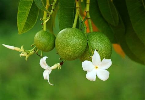 15 Jenis Pohon Rindang Yang Bikin Rumah Makin Teduh Pinhome