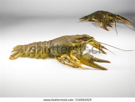 Fresh Fat Crayfish On Light Background Stock Photo 516066424 Shutterstock