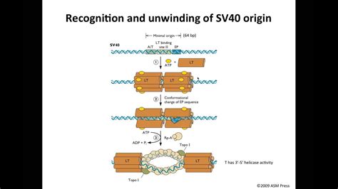 Lessons from SV40 - YouTube