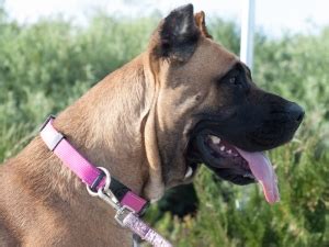 Socalpresa Bella Red Fawn Presa Canario Female Socalpresa Top