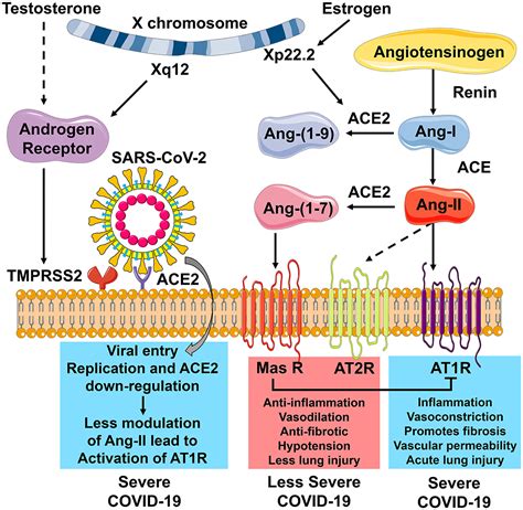 Frontiers Molecular Mechanisms Lead To Sex Specific Covid