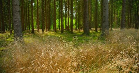 Premium Photo Coniferous Forest Is In Danger Dry Grass Hot Weather