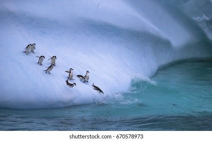 Emperor Penguin Sliding