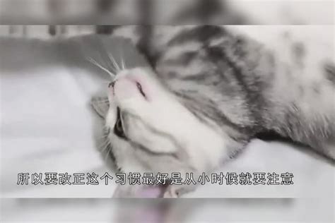 猫咪总喜欢咬人？教你这招，纠正猫咪这个坏习惯 猫咪 咬人