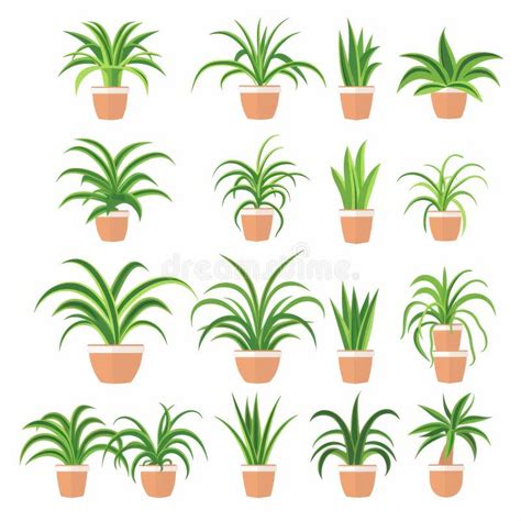 Spider Plant Chlorophytum Comosum Pot Plant Flat Icon Set