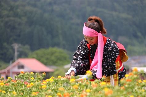 白鷹紅花まつり山形県白鷹町｜東北の観光スポットを探す 旅東北 東北の観光・旅行情報サイト