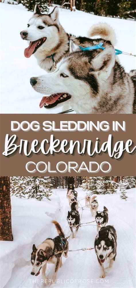 Dog sledding in breckenridge colorado – Artofit