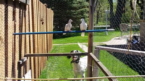 Cage For Ringneck Dove At Ali Lemmone Blog