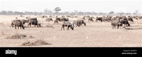 Wild African Buffalo Stock Photo - Alamy