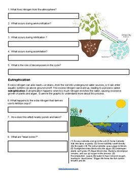 The Nitrogen Cycle Worksheet By Biologycorner Tpt