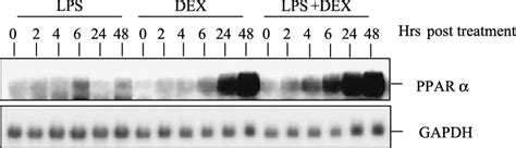 Eects Of Lps And Dexamethasone On Ppark Mrna Level In Hepa Cells The