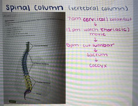 A P Ch 1 Respiration A P Flashcards Quizlet