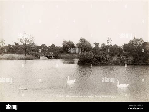 Vintage Photograph Late 19th Early 20th Century View Of Swan Pond