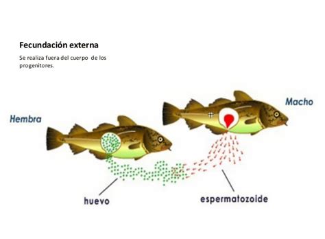 Reproducción sexual fertilización externa