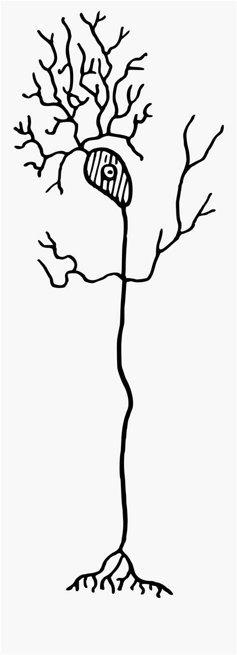 Neuron Clipart , Png Download - Neuron Clip Art , Free Transparent Clipart - ClipartKey