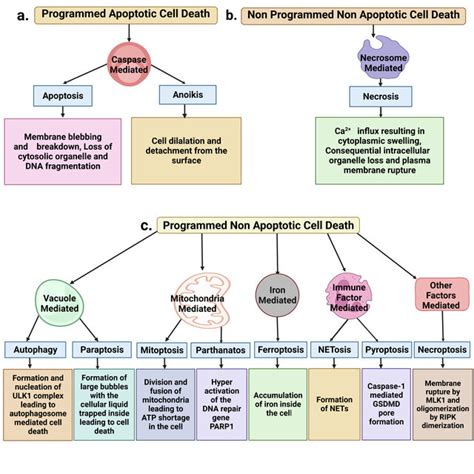 Morphology of different key cell death pathways Apoptosis and anoikis ...