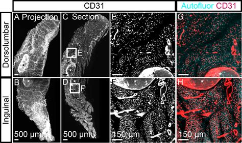 Adipo Clear A Tissue Clearing Method For Three Dimensional Imaging Of