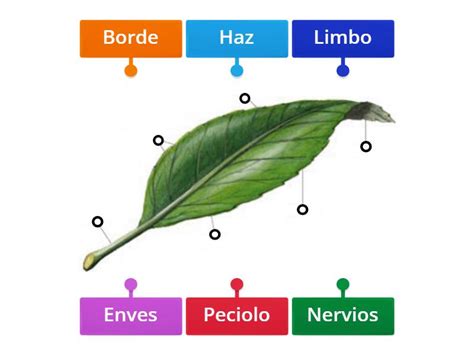 Partes de la hoja - Labelled diagram 