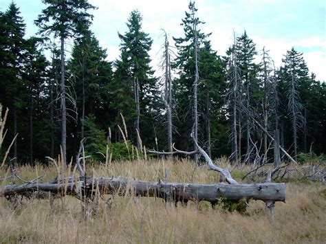 Fotos gratis árbol bosque pantano desierto planta sendero lago