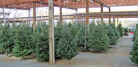 Christmas Trees For Sale Free Stock Photo Public Domain Pictures