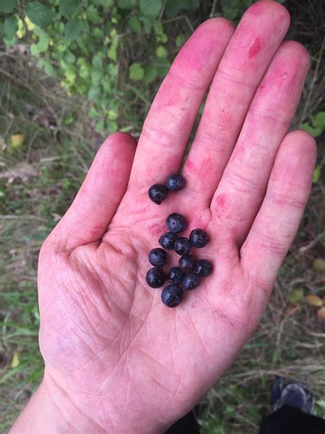[New England] Is this frost grape (Vitis riparia)? : r/whatsthisplant