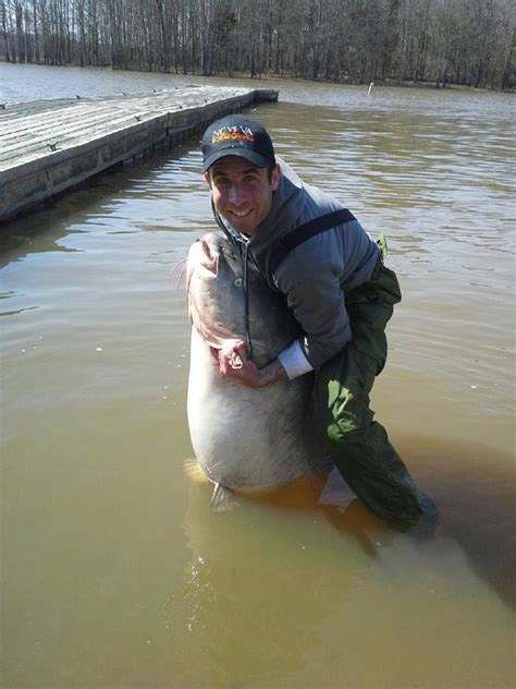 Hines Farm Blog 135 Lbs Blue Catfish Was Caught And Released At John