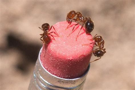 Imported Fire Ants Prolific Protective And Venomous Gulf Coast Gardening