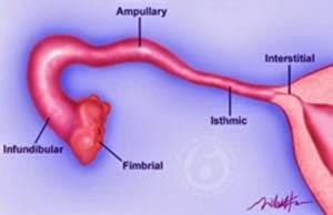 ObGyne Short Notes: Fallopian tube