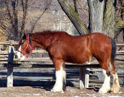 Clydesdale Horses: Everything You Need to Know About the Breed