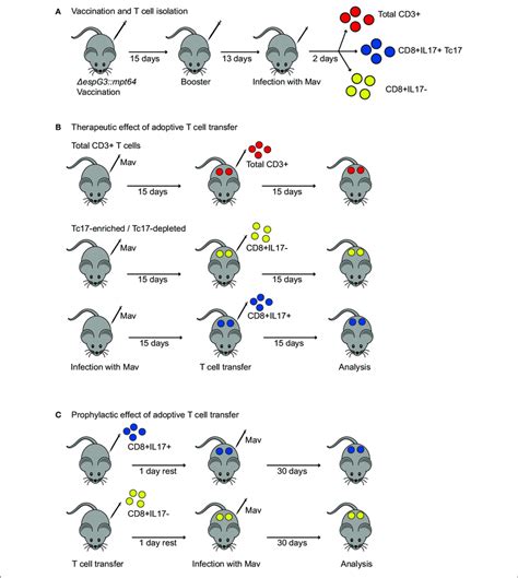 Procedures For Adoptive Transfer Of T Cells From Msm Espg 3