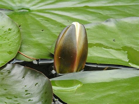 Water Lilies Pond Plant - Free photo on Pixabay - Pixabay