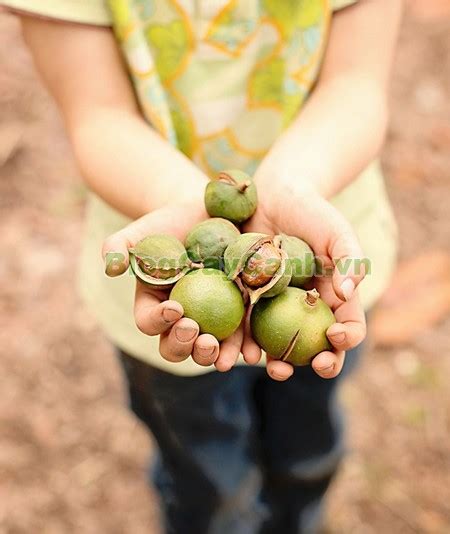 cay mac ca cay mac ca cay canh hoa canh bonsai hon  bo