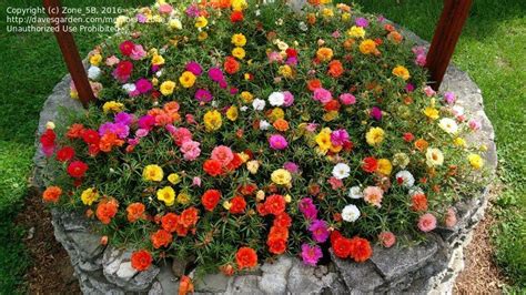 Ground Cover Moss Rose - ground cover good