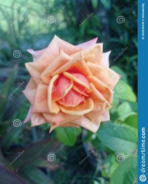 Rose yellow in the garden stock photo. Image of flower - 264256438