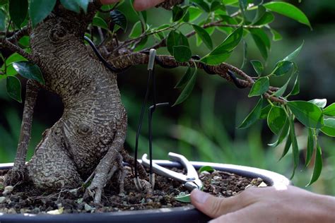 DIY Ficus Bonsai Bonsai Empire