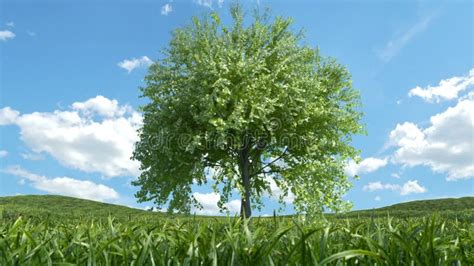 Tree Growing, Time-Lapse Night To Day. 4K Stock Footage - Video of park ...