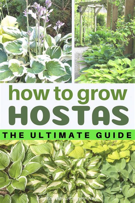 Hosta Care The Ultimate Guide To Planting And Growing Plaintain Lilies