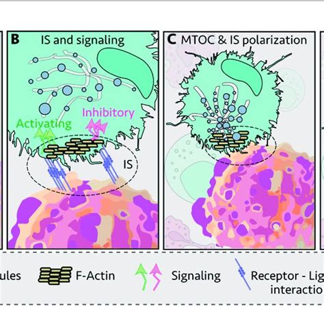 Immunological Synapse Is Of Natural Killer Nk Cell And Target